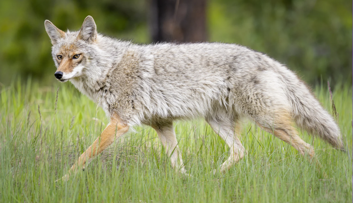 Coyote